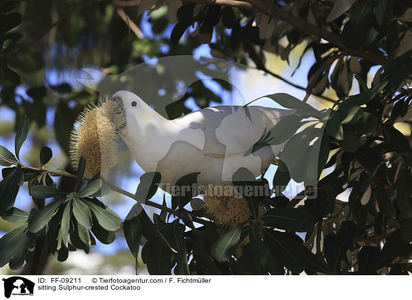 sitting Sulphur-crested Cockatoo / FF-09211