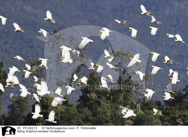 flying Sulphur-crested Cockatoos / FF-09213
