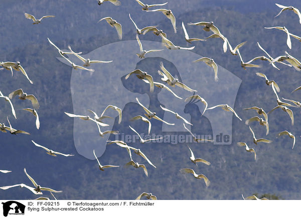 flying Sulphur-crested Cockatoos / FF-09215