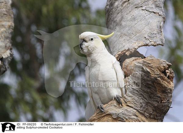 sitting Sulphur-crested Cockatoo / FF-09220