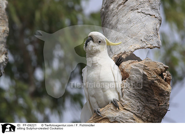 sitting Sulphur-crested Cockatoo / FF-09221