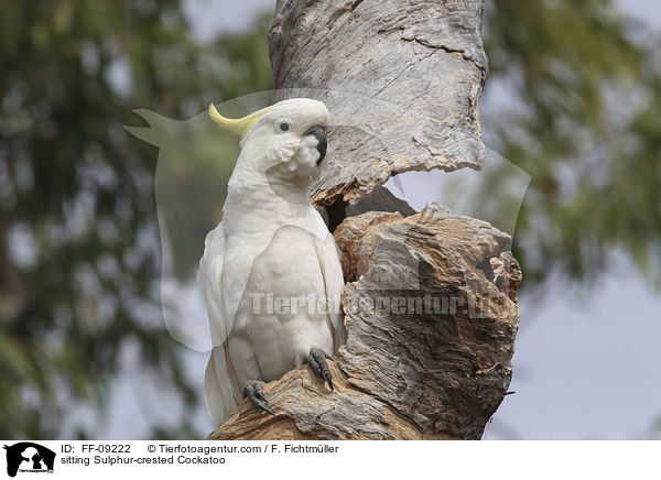 sitting Sulphur-crested Cockatoo / FF-09222