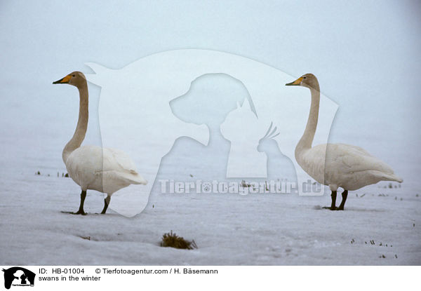 Singschwne im Winter / swans in the winter / HB-01004