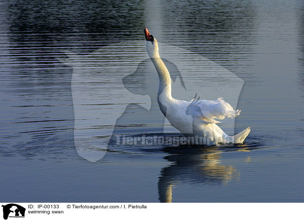 swimming swan / IP-00133