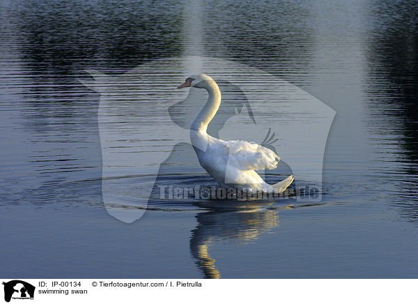 swimming swan / IP-00134