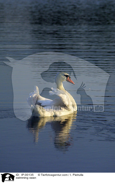 swimming swan / IP-00135