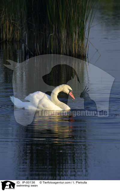 swimming swan / IP-00136