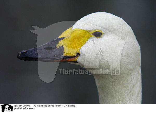 portrait of a swan / IP-00167