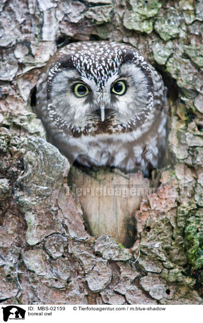 boreal owl / MBS-02159