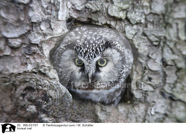 boreal owl / WS-03157