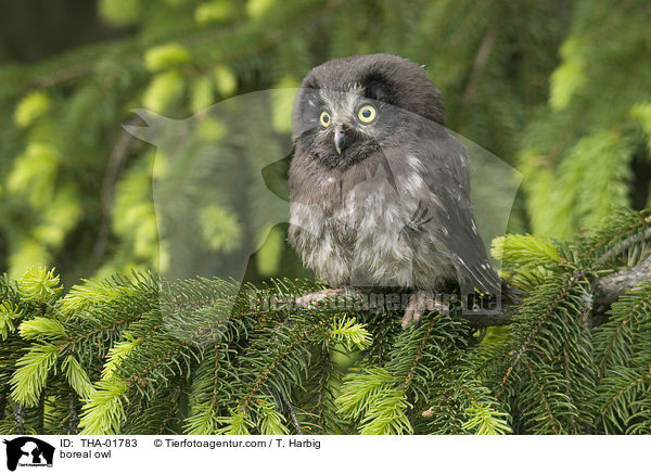 boreal owl / THA-01783