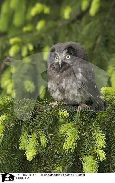 boreal owl / THA-01784