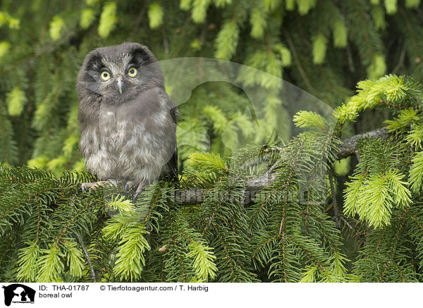 boreal owl / THA-01787