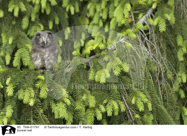 boreal owl / THA-01791