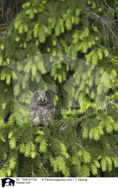 boreal owl / THA-01792