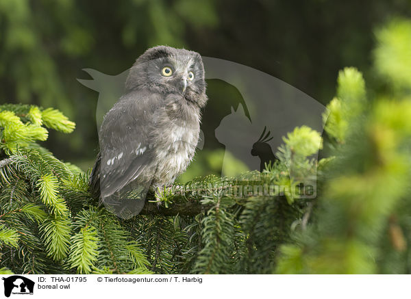 boreal owl / THA-01795
