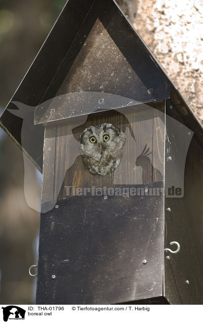 boreal owl / THA-01796