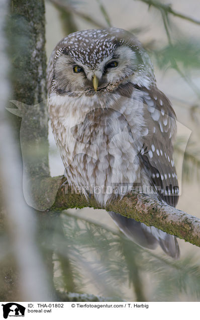 boreal owl / THA-01802