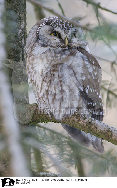 boreal owl / THA-01803