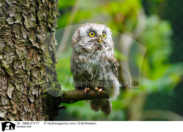 boreal owl / DMS-01717