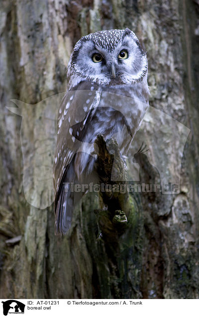 boreal owl / AT-01231