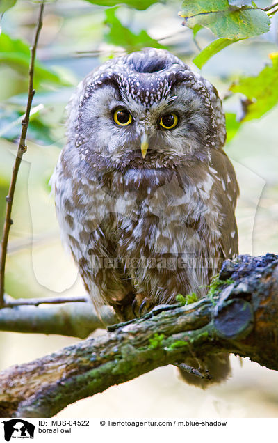 boreal owl / MBS-04522