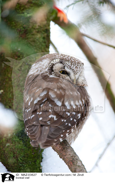 boreal owl / MAZ-03627