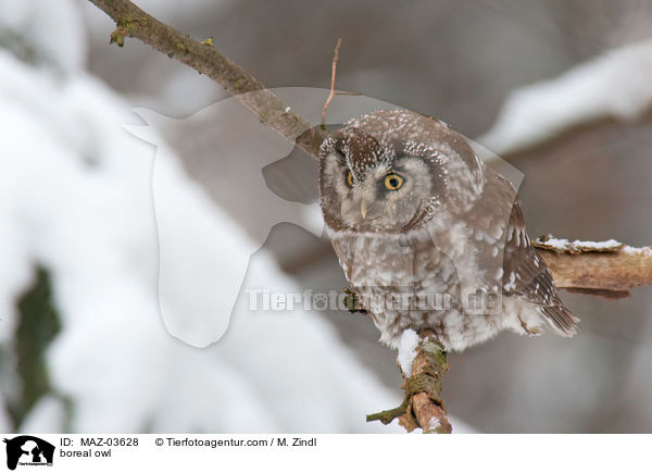 boreal owl / MAZ-03628