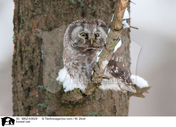 boreal owl / MAZ-03629