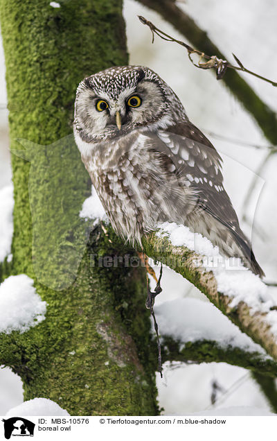 boreal owl / MBS-10576