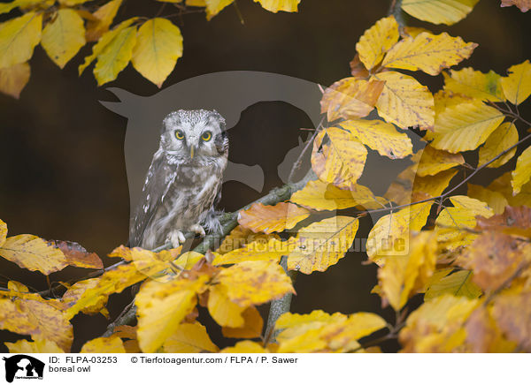 boreal owl / FLPA-03253