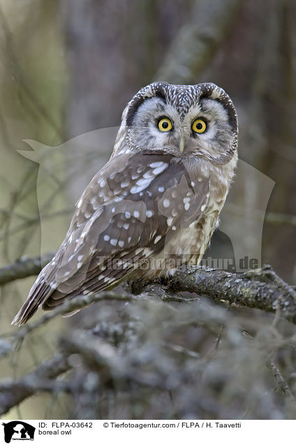 boreal owl / FLPA-03642
