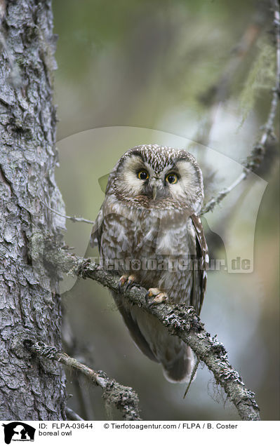 boreal owl / FLPA-03644