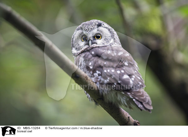 boreal owl / MBS-13264