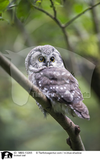 boreal owl / MBS-13265