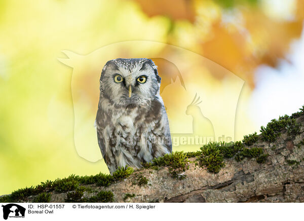 Boreal Owl / HSP-01557