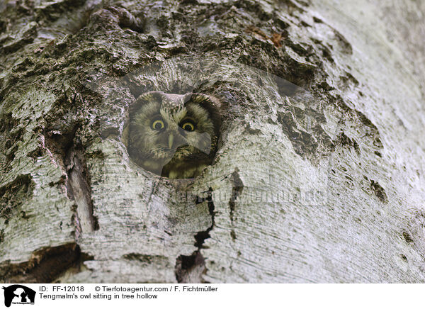 Raufukauz sitzt in Baumhhle / Tengmalm's owl sitting in tree hollow / FF-12018