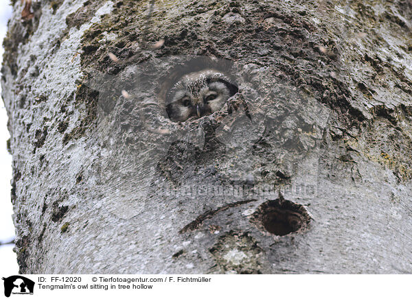 Raufukauz sitzt in Baumhhle / Tengmalm's owl sitting in tree hollow / FF-12020