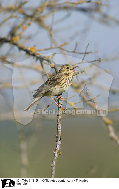 Baumpieper / tree pipit / THA-04115