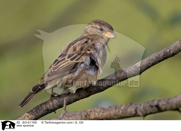 tree sparrow / SO-01169