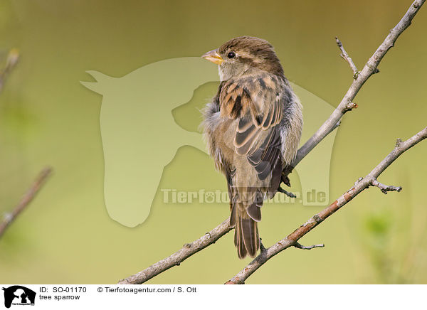tree sparrow / SO-01170