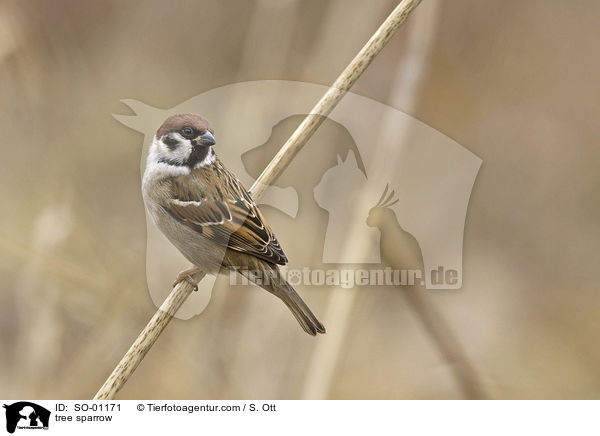 tree sparrow / SO-01171