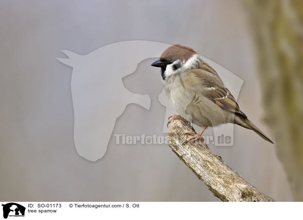 tree sparrow / SO-01173