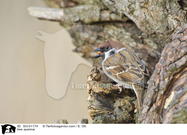 tree sparrow / SO-01174