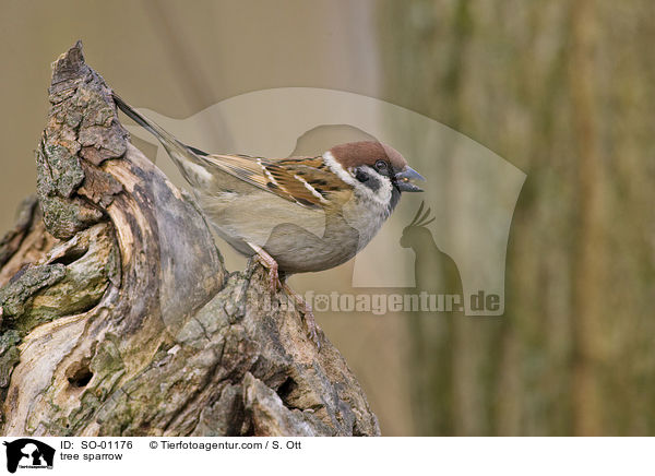 tree sparrow / SO-01176