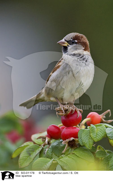 tree sparrow / SO-01178