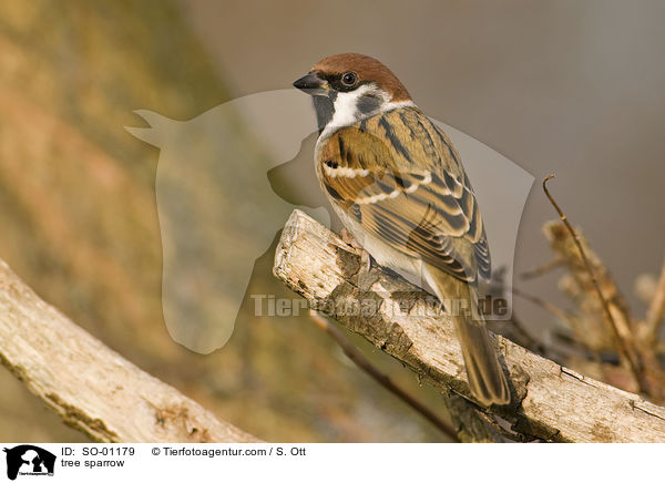 tree sparrow / SO-01179