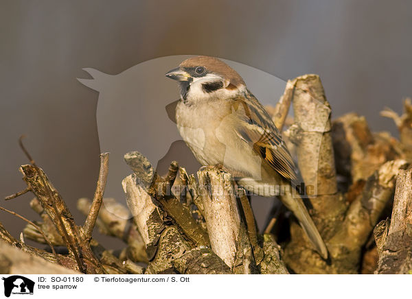 tree sparrow / SO-01180