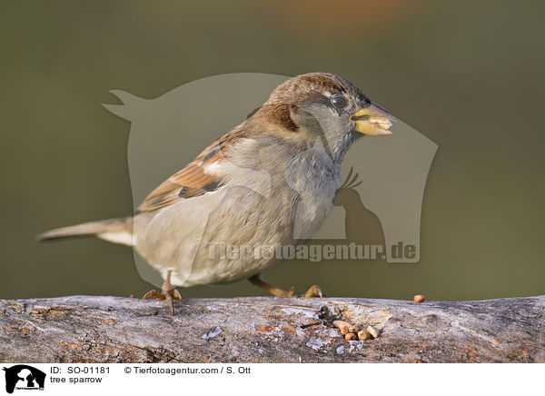 tree sparrow / SO-01181