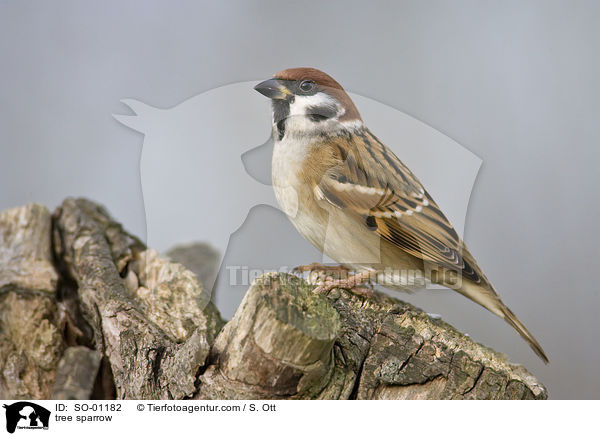 tree sparrow / SO-01182